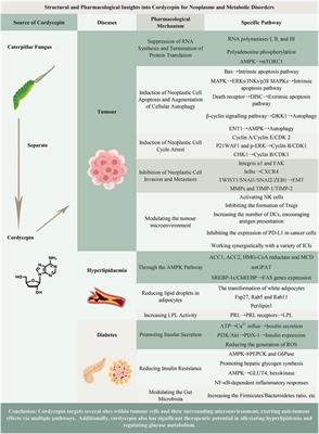 Structural and pharmacological insights into cordycepin for neoplasms and metabolic disorders